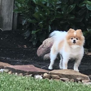 Meet Your Posher, Susan!